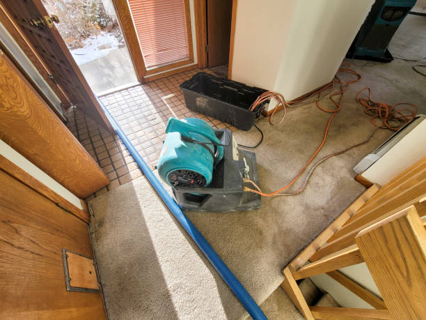 Best Carpet water damage restoration  in Petal, MS