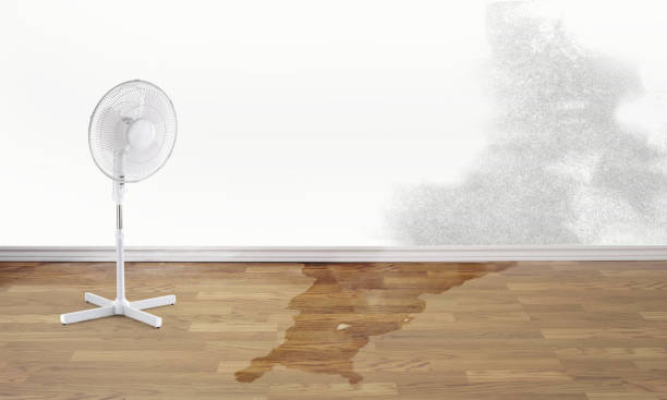 Best Water damage cleanup near me  in Petal, MS