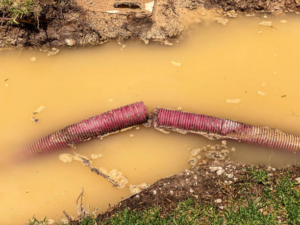 Best Basement water damage restoration  in Petal, MS